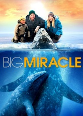 Big Miracle ● Vj Junior